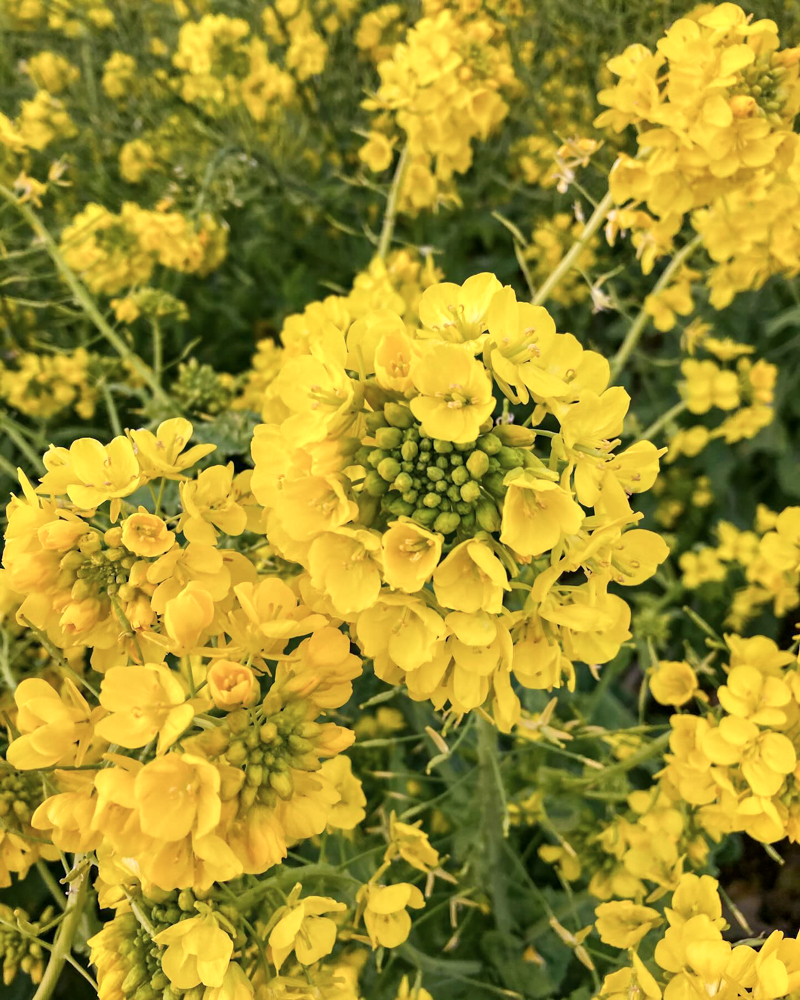 斎宮跡、菜の花、1月春の花、三重県多気郡の観光・撮影スポットの名所